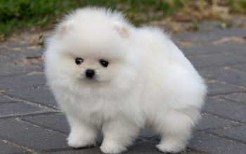 Pomeranian puppies available male and female