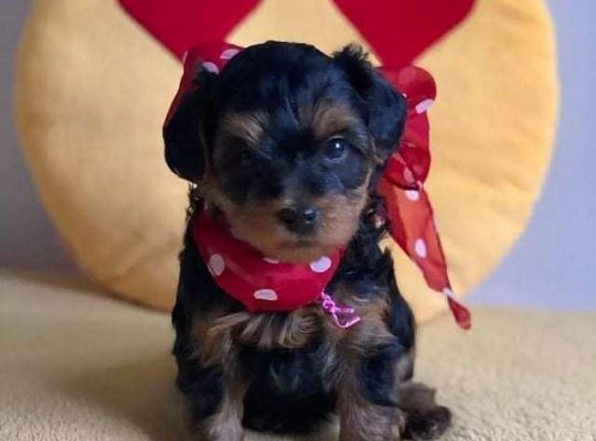 Home Raise Teacup Yorkie Puppies For Adoption