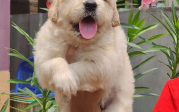 Cute Golden Retriever puppy ready for rehominng