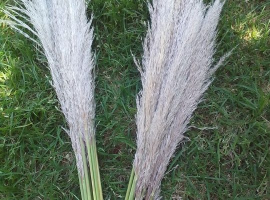 Pampas grass for sale