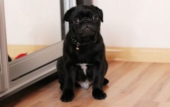 Fawn/black Pug puppies