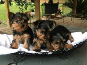 Available Yorkie Puppies For Re