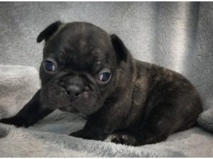 AM CHEAP i need a home French Bulldog Puppies