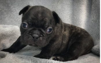AM CHEAP i need a home French Bulldog Puppies