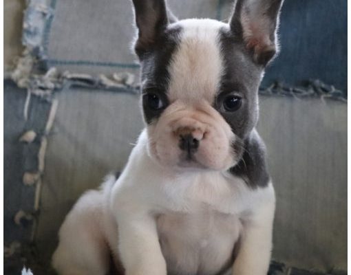 Madly Adorable french Bulldog puppy for sale