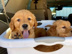 golden retriever puppies for adoption