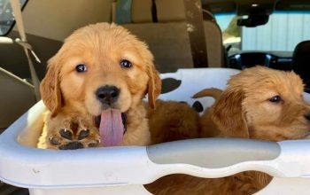 golden retriever puppies for adoption
