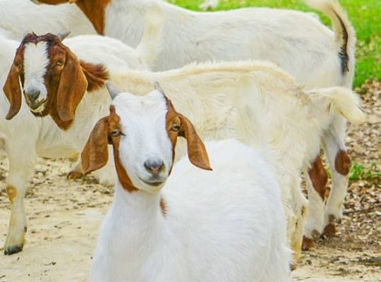 Order your healthy Boer Goats at Joes Farm Indiana