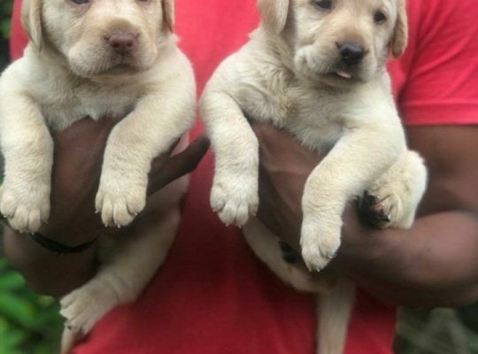 Pair available quality pup