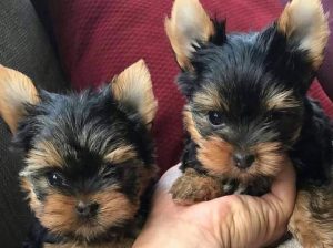 Healthy Teacup Yorkie puppies Ready