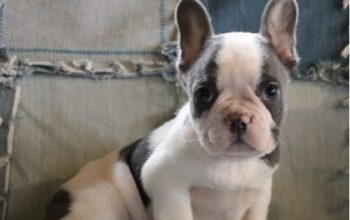 Madly Adorable french Bulldog puppy for sale