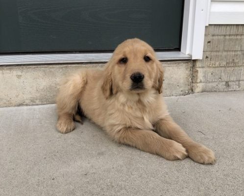 Buy me now Highly affordable Golden retriever puppy