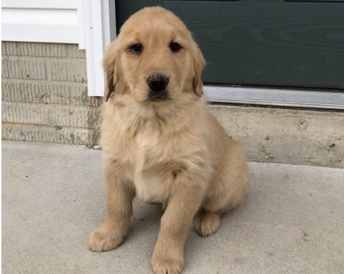 Buy me now Highly affordable Golden retriever puppy