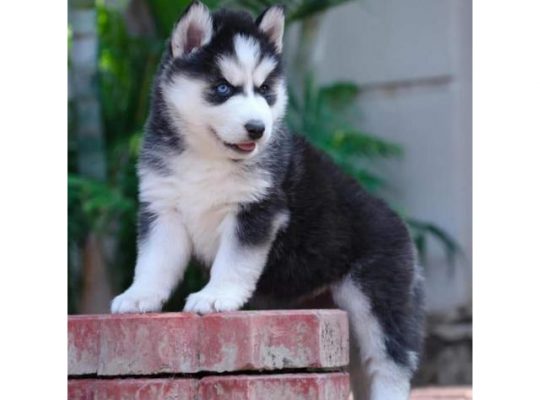 Blue Eyes Siberian husky puppies available for sale