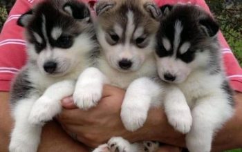 Blue Eyes Siberian husky puppies available for sale