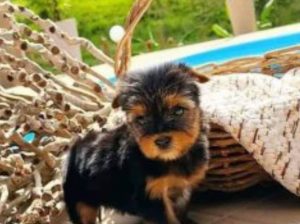 Adorable males and female Teacup yorkie size pups