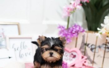 Cute and Adorable Teacup Yorkie Puppies Ready