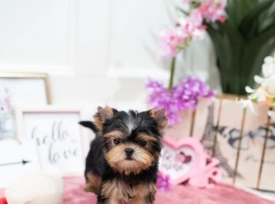 Cute and Adorable Teacup Yorkie Puppies Ready