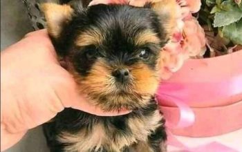 Well Train Teacup Yorkie Puppies