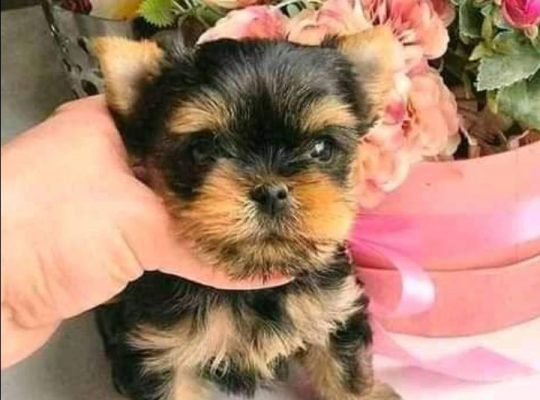 Well Train Teacup Yorkie Puppies