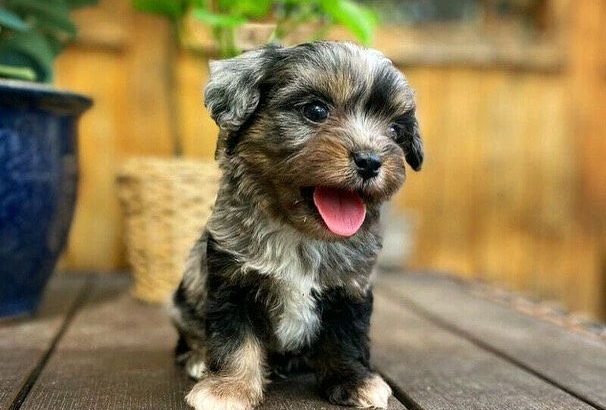 toy poodle puppies for sale