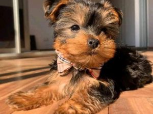 Yorkie puppies for Rehoming