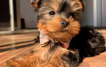 Yorkie puppies for Rehoming