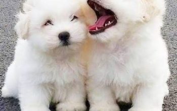 friendly puppies sold at affordable price