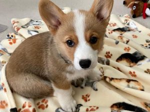 Adorable Corgi puppies for sale