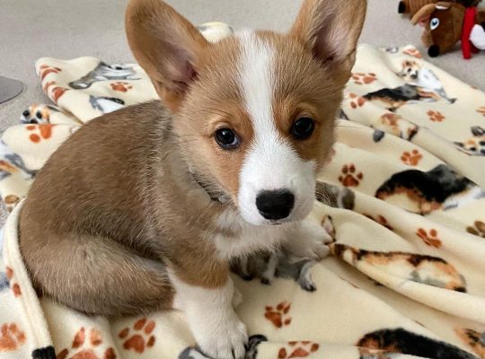Adorable Corgi puppies for sale