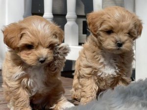 Cute Maltipoo puppies for sale
