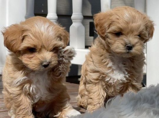 Cute Maltipoo puppies for sale