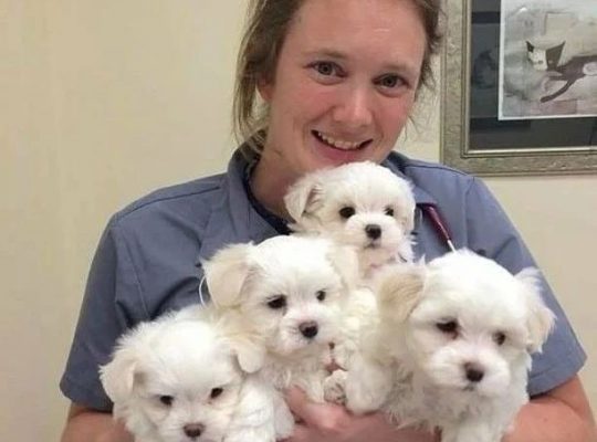 Maltese puppies available (734) 335-0571