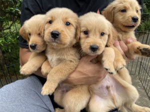 Golden retriever puppies