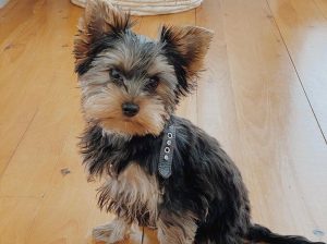 Yorkie Puppies for sale !!