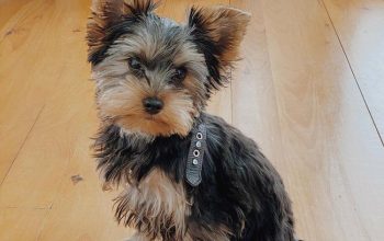 Yorkie Puppies for sale !!