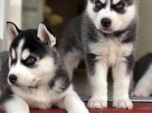 Show Top Quality Siberian Husky Puppys available for sale