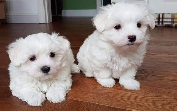 We have males and females Maltese
