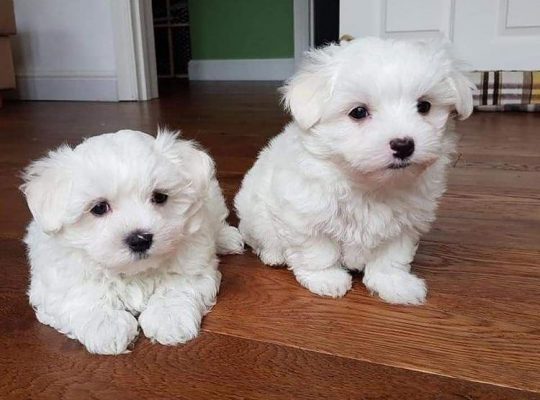 We have males and females Maltese