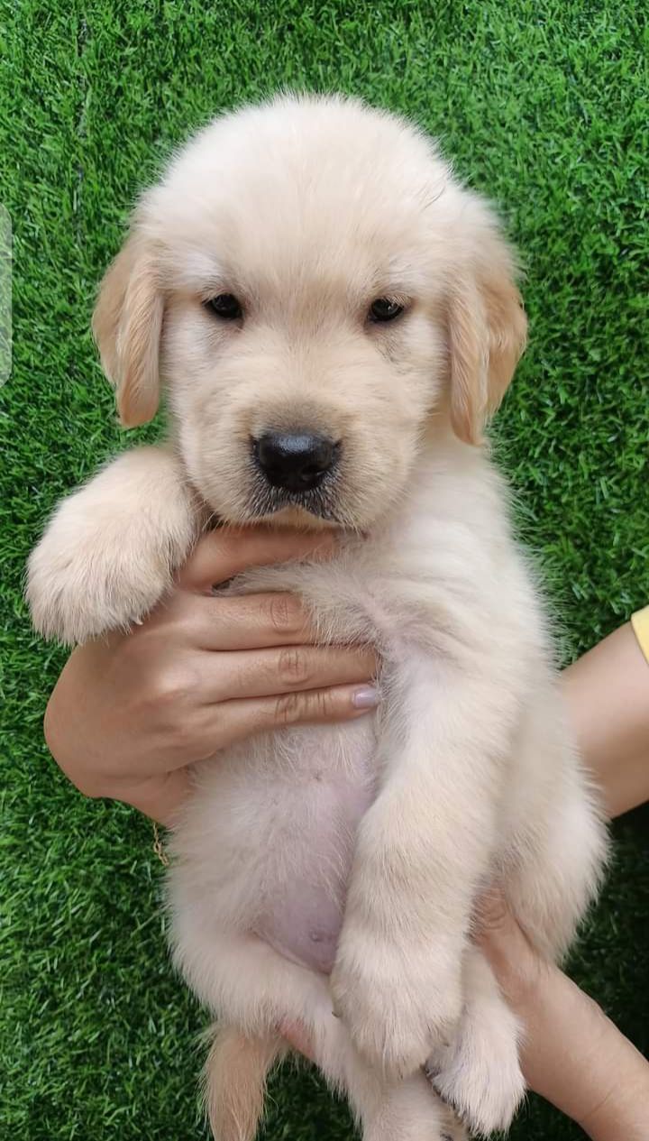 Adopt now! WhatsApp only +917978234855