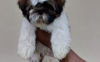 top quality Shih Tzu puppies for sale in Bangalore