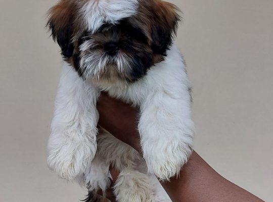 top quality Shih Tzu puppies for sale in Bangalore
