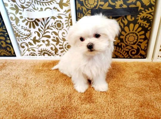 Maltese puppies available