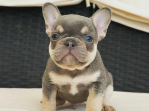 Frenchie available for adoption