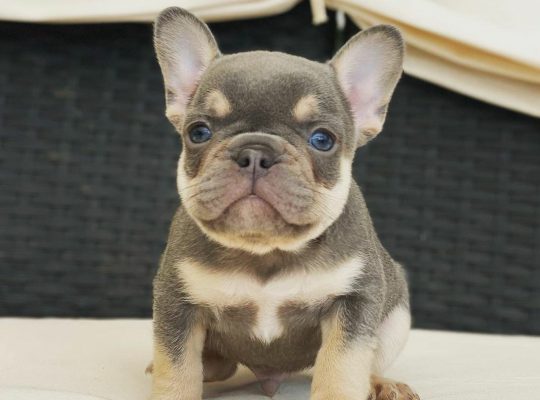 Frenchie available for adoption