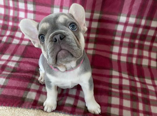 Frenchie available for adoption