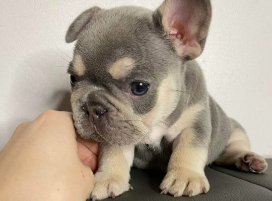 Frenchie available for adoption