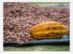 cocoa beans for sell!