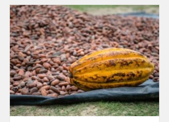 cocoa beans for sell!