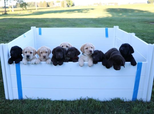 adorable retriever puppies for rehoming